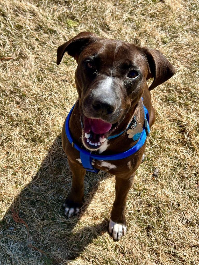 Enlarge Genevieve, a Adoptable mixed breed in Fond Du Lac, WI image 4/6