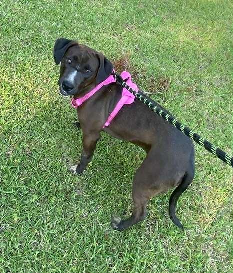 Enlarge Genevieve, a Adoptable mixed breed in Fond Du Lac, WI image 4/5