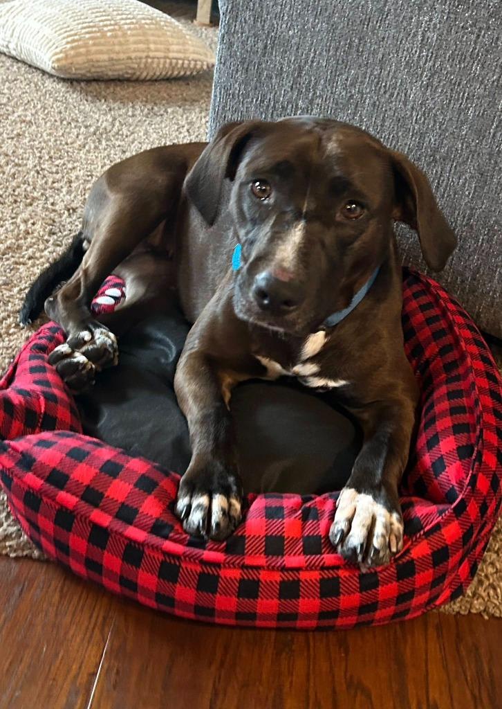 Enlarge Genevieve, a Adoptable mixed breed in Fond Du Lac, WI image 5/6