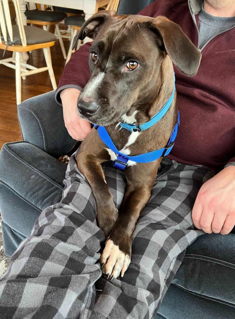 Enlarge Genevieve, a Adoptable mixed breed in Fond Du Lac, WI image 6/6