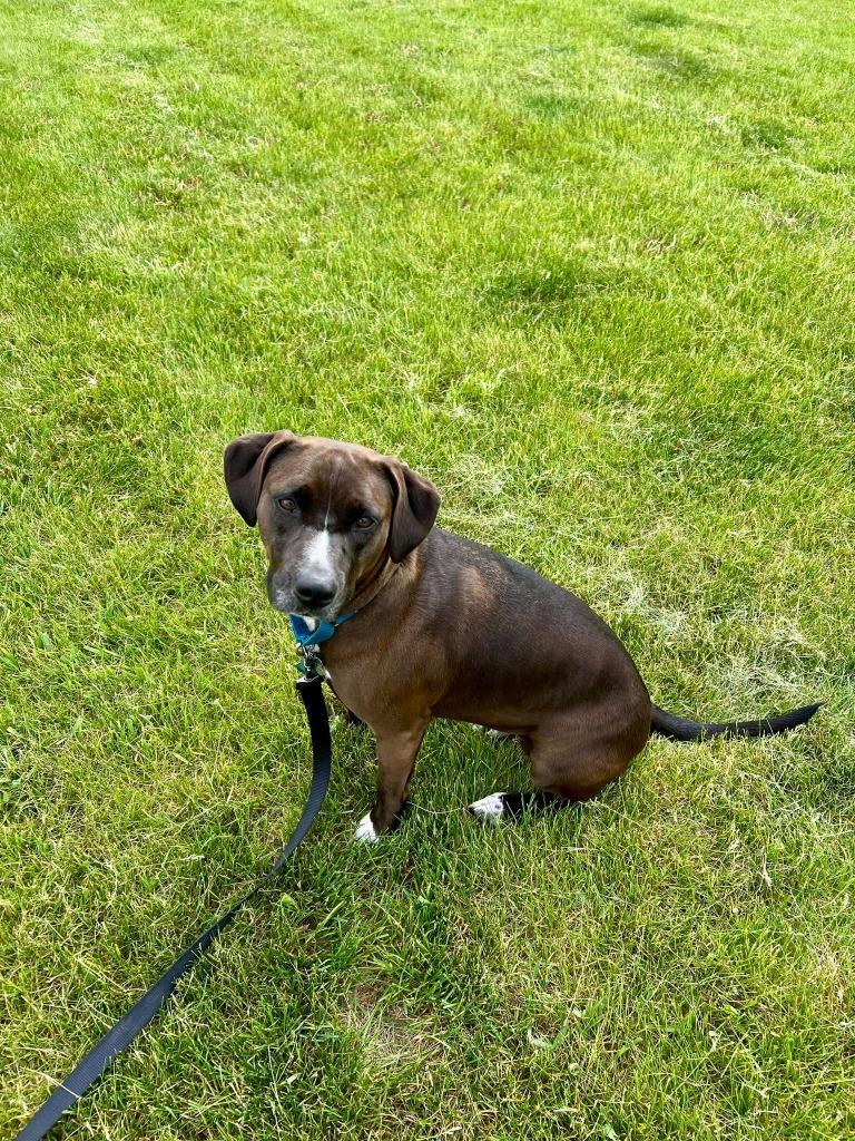 Enlarge Genevieve, a Adoptable mixed breed in Fond Du Lac, WI image 4/6