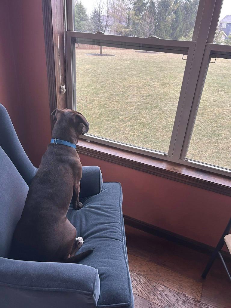 Enlarge Genevieve, a Adoptable mixed breed in Fond Du Lac, WI image 5/6