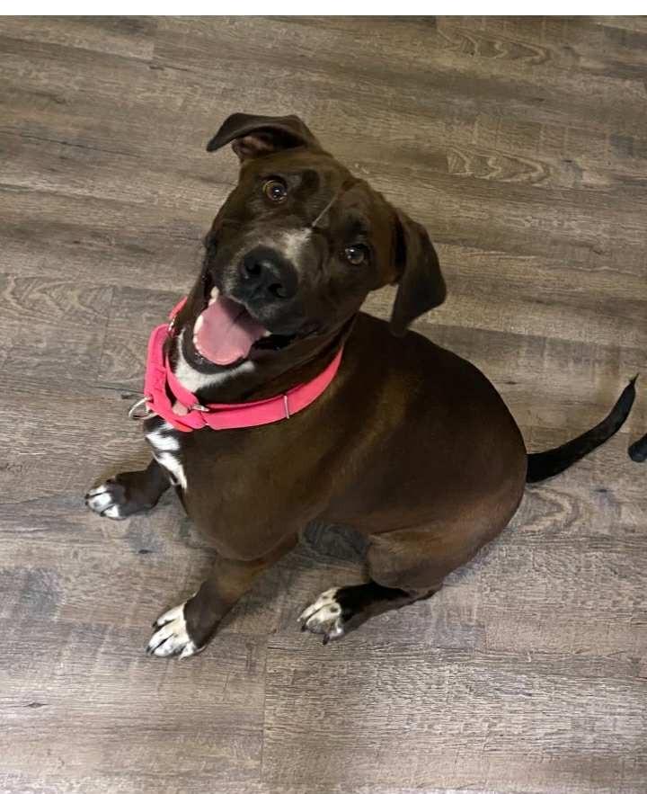 Enlarge Genevieve, a Adoptable mixed breed in Fond Du Lac, WI image 5/5