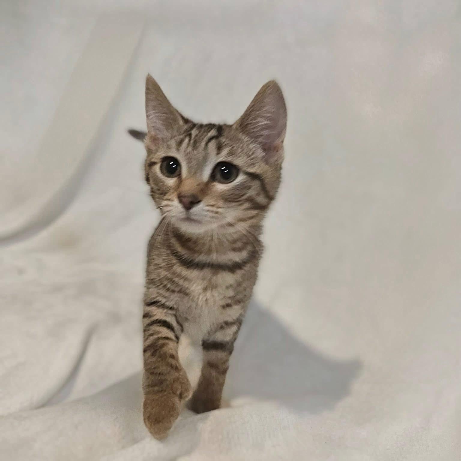 Enlarge Tootsie Roll, a ADOPTABLE Domestic Short Hair in Reading, PA image 1/1
