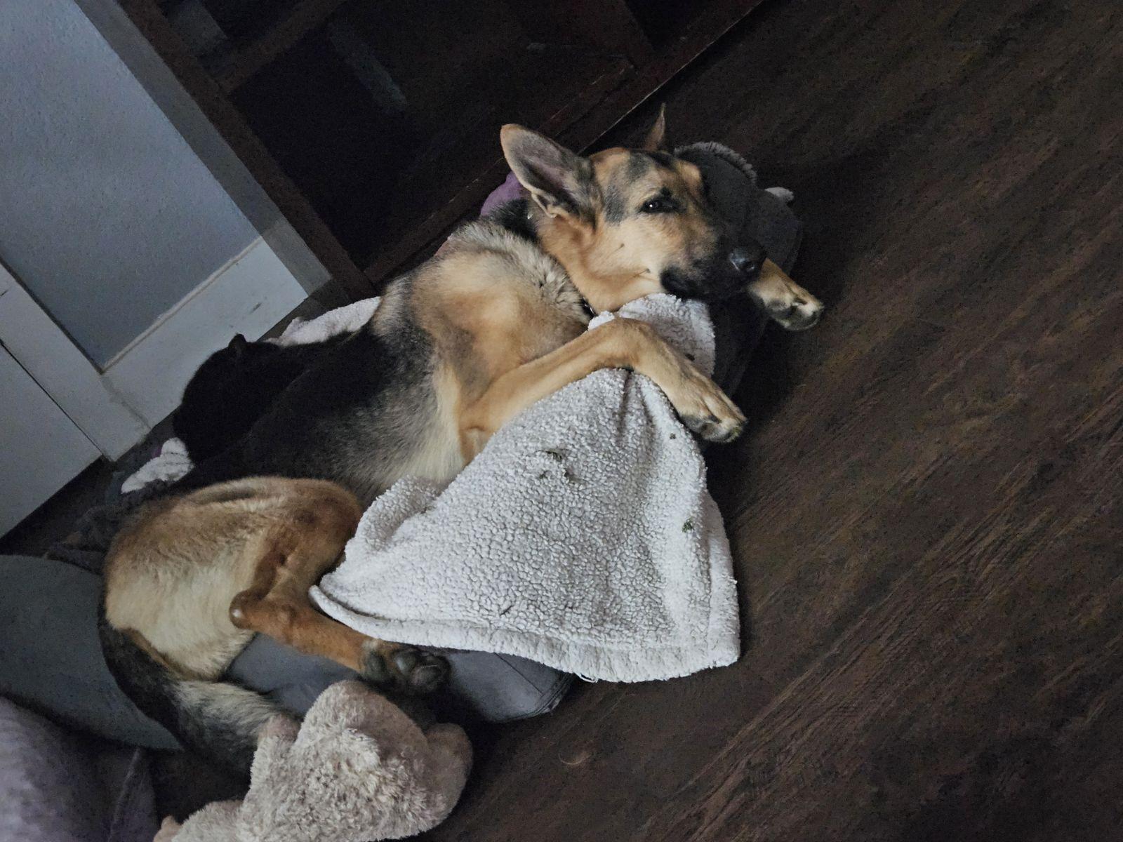 Enlarge Maxum, a ADOPTABLE German Shepherd Dog in Dallas, TX image 5/6