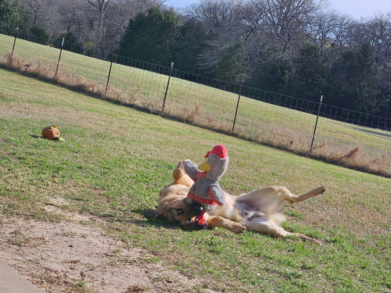 Enlarge Maxum, a ADOPTABLE German Shepherd Dog in Dallas, TX image 4/6