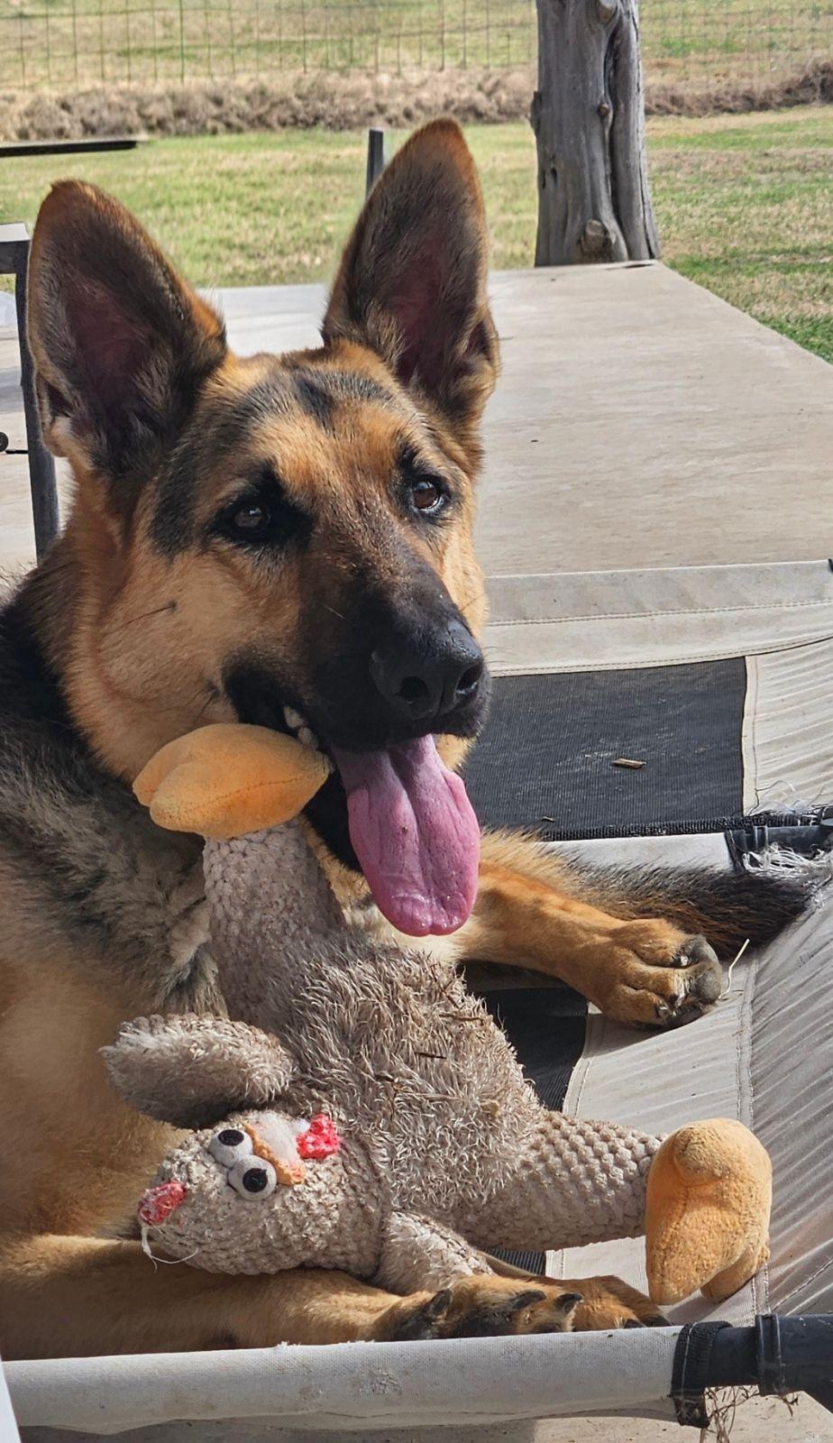 Enlarge Maxum, a ADOPTABLE German Shepherd Dog in Dallas, TX image 2/6