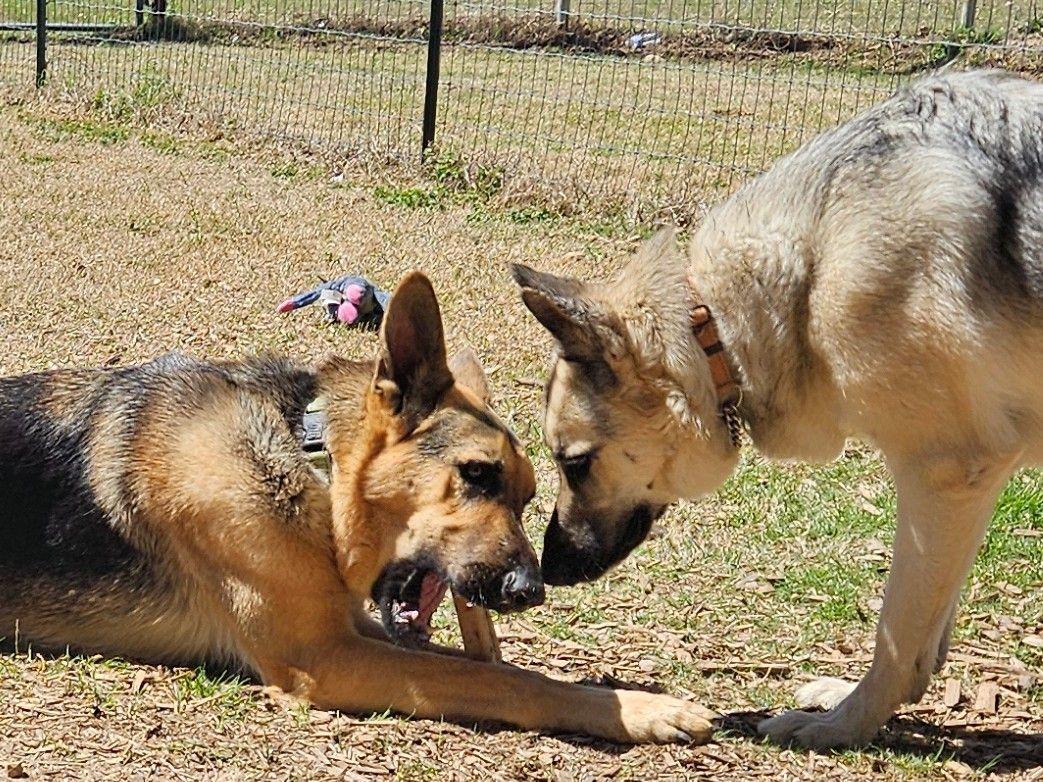 Enlarge Maxum, a ADOPTABLE German Shepherd Dog in Dallas, TX image 6/6
