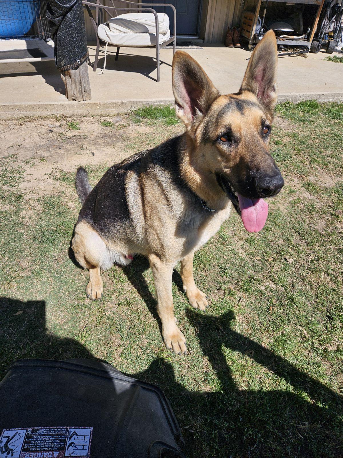 Enlarge Maxum, a ADOPTABLE German Shepherd Dog in Dallas, TX image 3/6