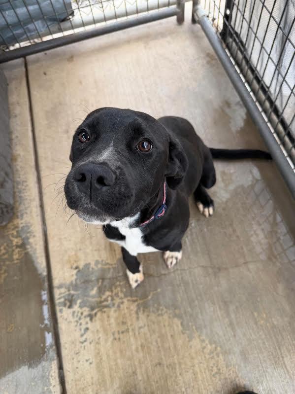 Misty, ADOPTABLE, Young Female Mastiff.