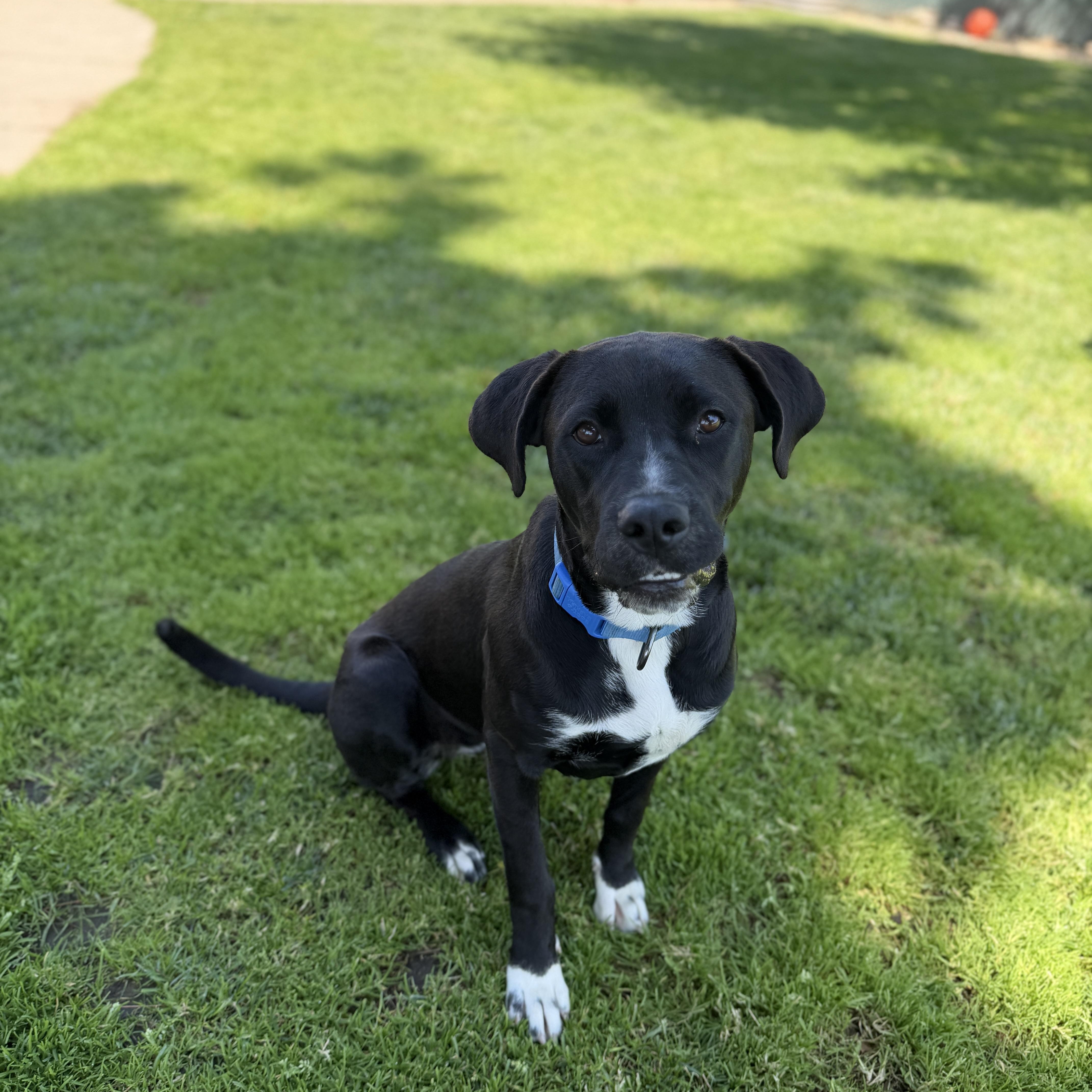 Enlarge Misty, an adoptable mixed breed in Oakdale, CA image 1/1