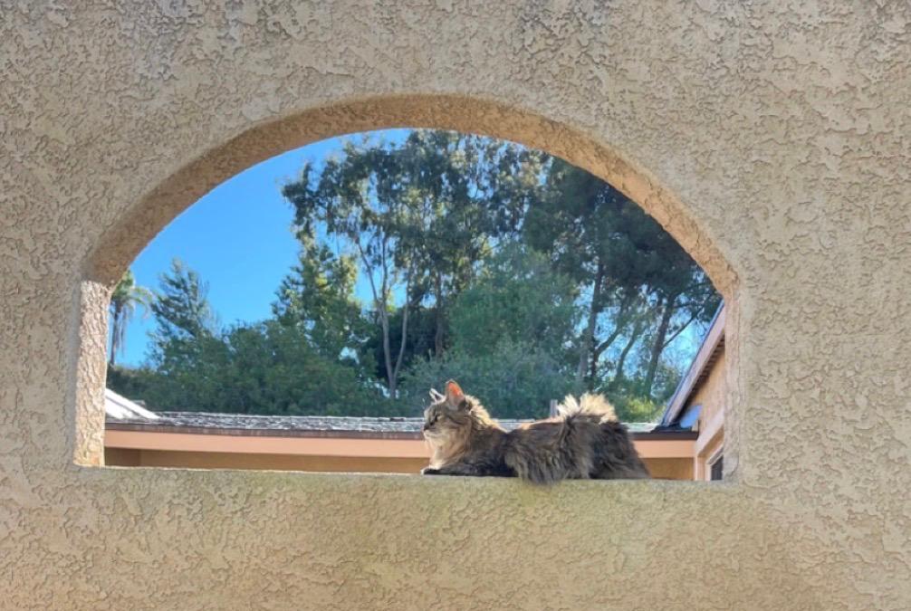 Enlarge Buttons- Memorial Honoring her spirit, a Adoptable mixed breed in Malibu, CA image 4/4