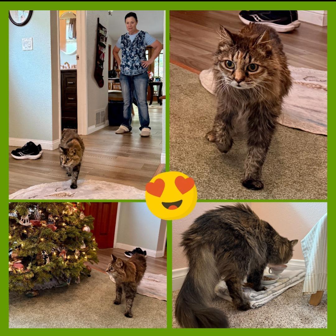 Buttons- seeking sponsors only, Adoptable, Adult Female Norwegian Forest Cat & Maine Coon.