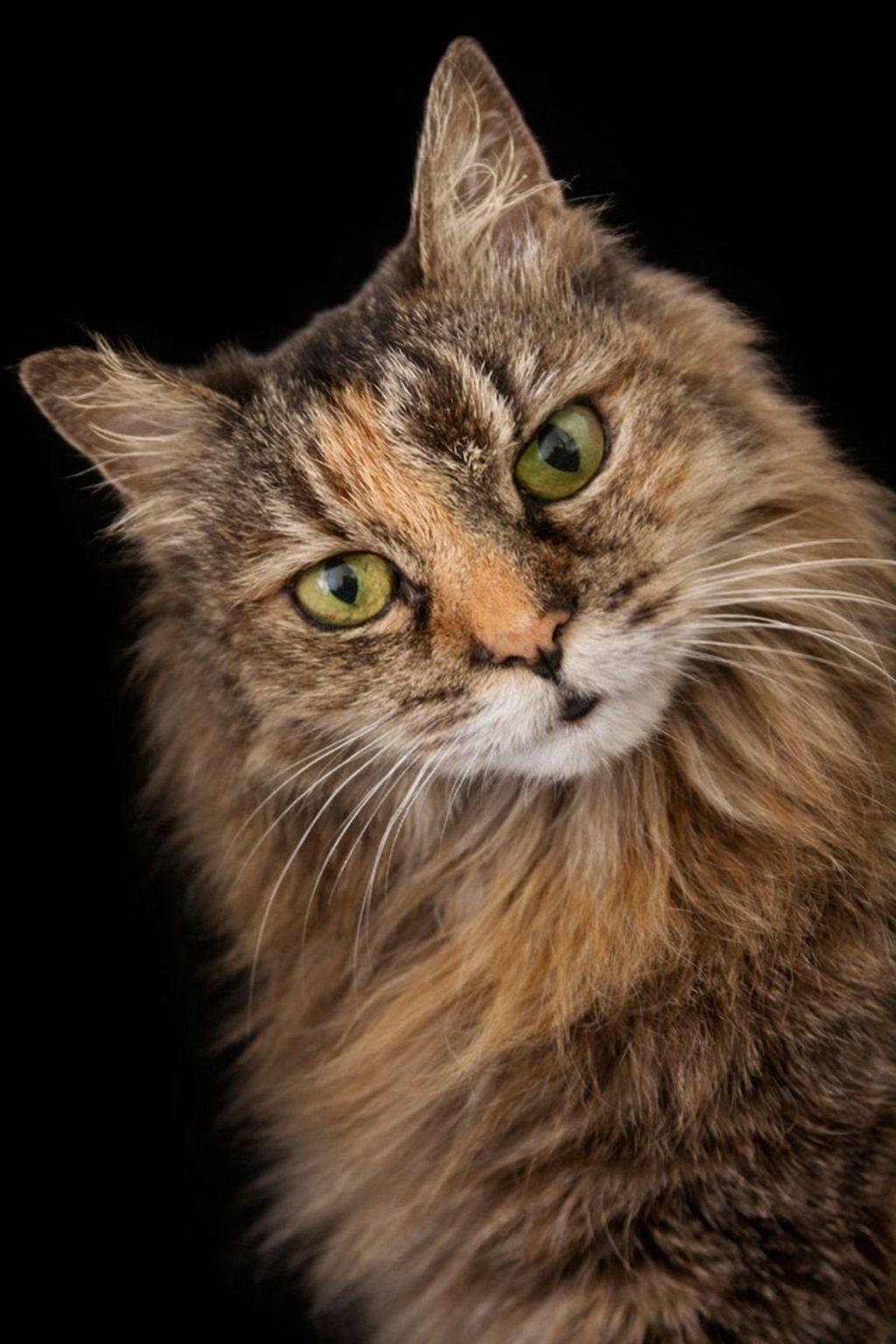 Buttons Memorial Honoring Her