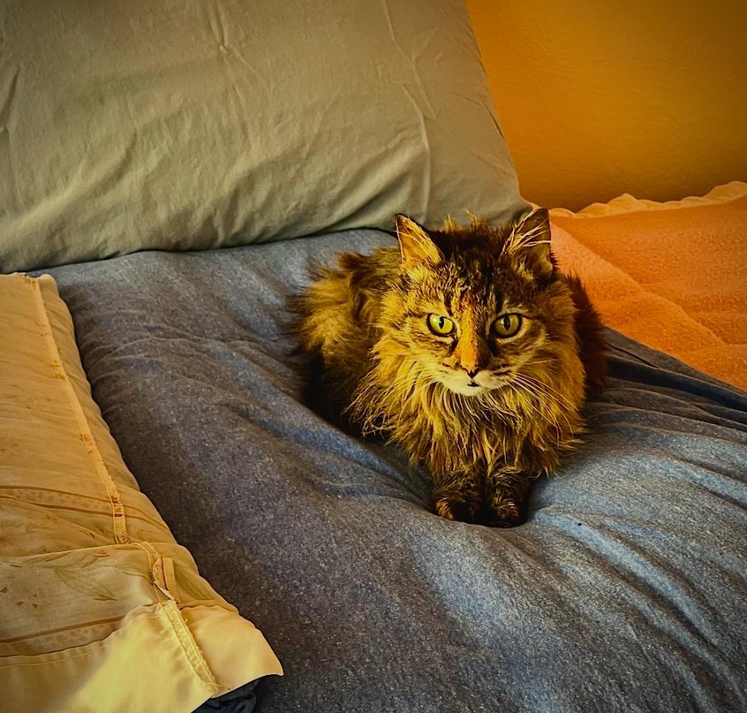 Enlarge Buttons- seeking sponsors only, a Adoptable mixed breed in Malibu, CA image 2/2