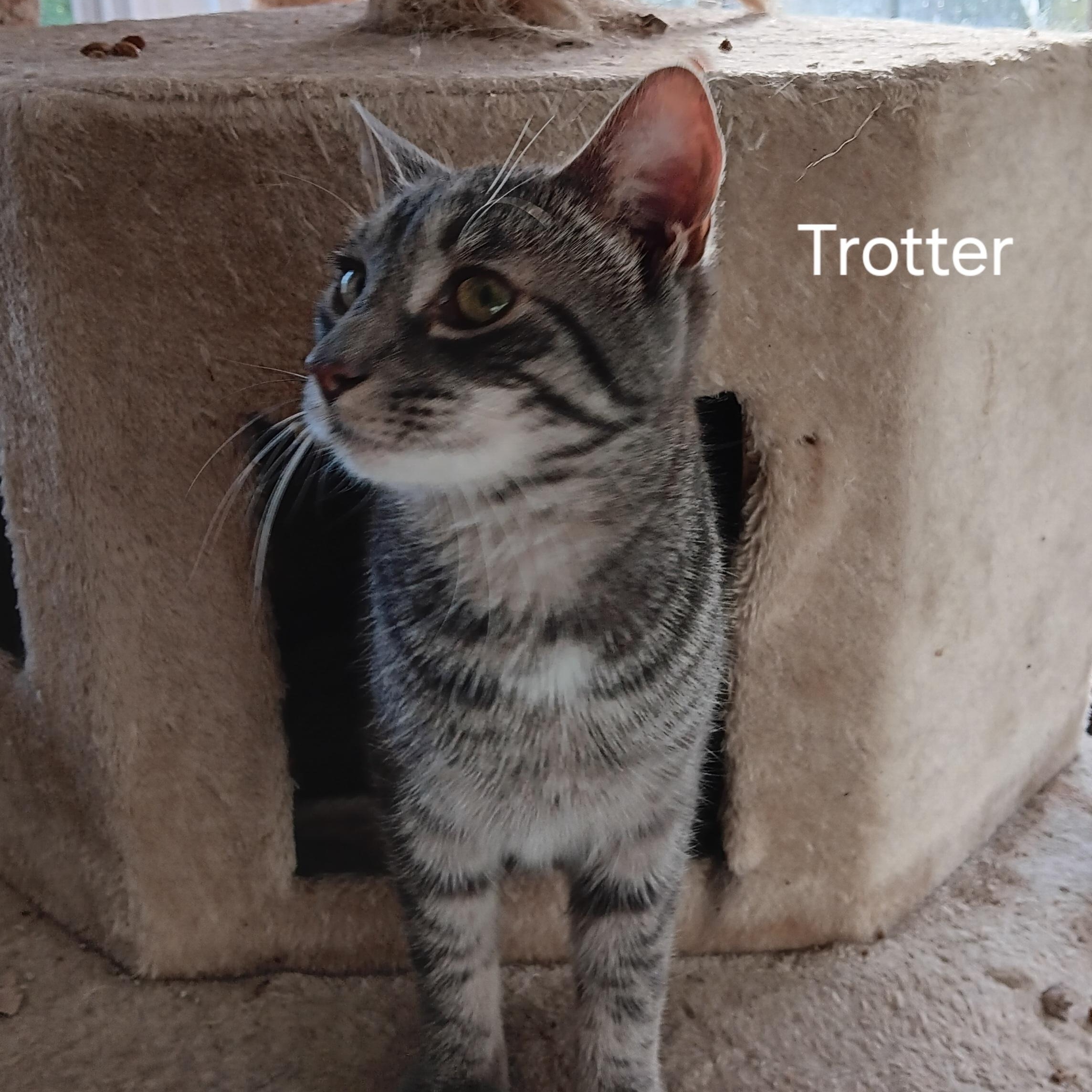 Trotter