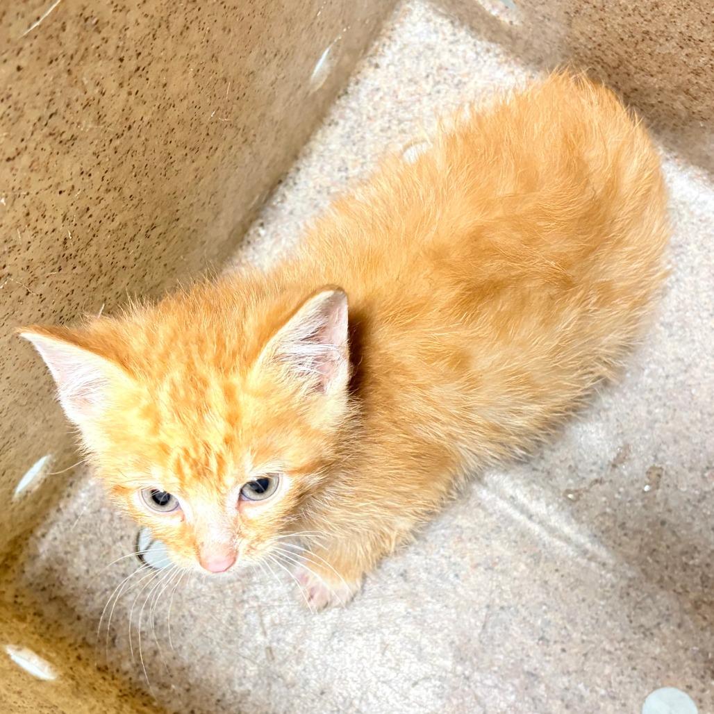 Tater Tot, Adoptable, Kitten Male Domestic Short Hair.