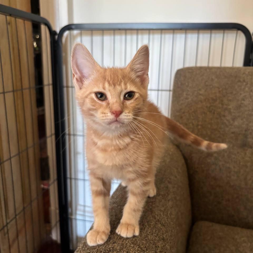 Tater Tot, a Adoptable Domestic Short Hair in Medford, NJ image 2/4