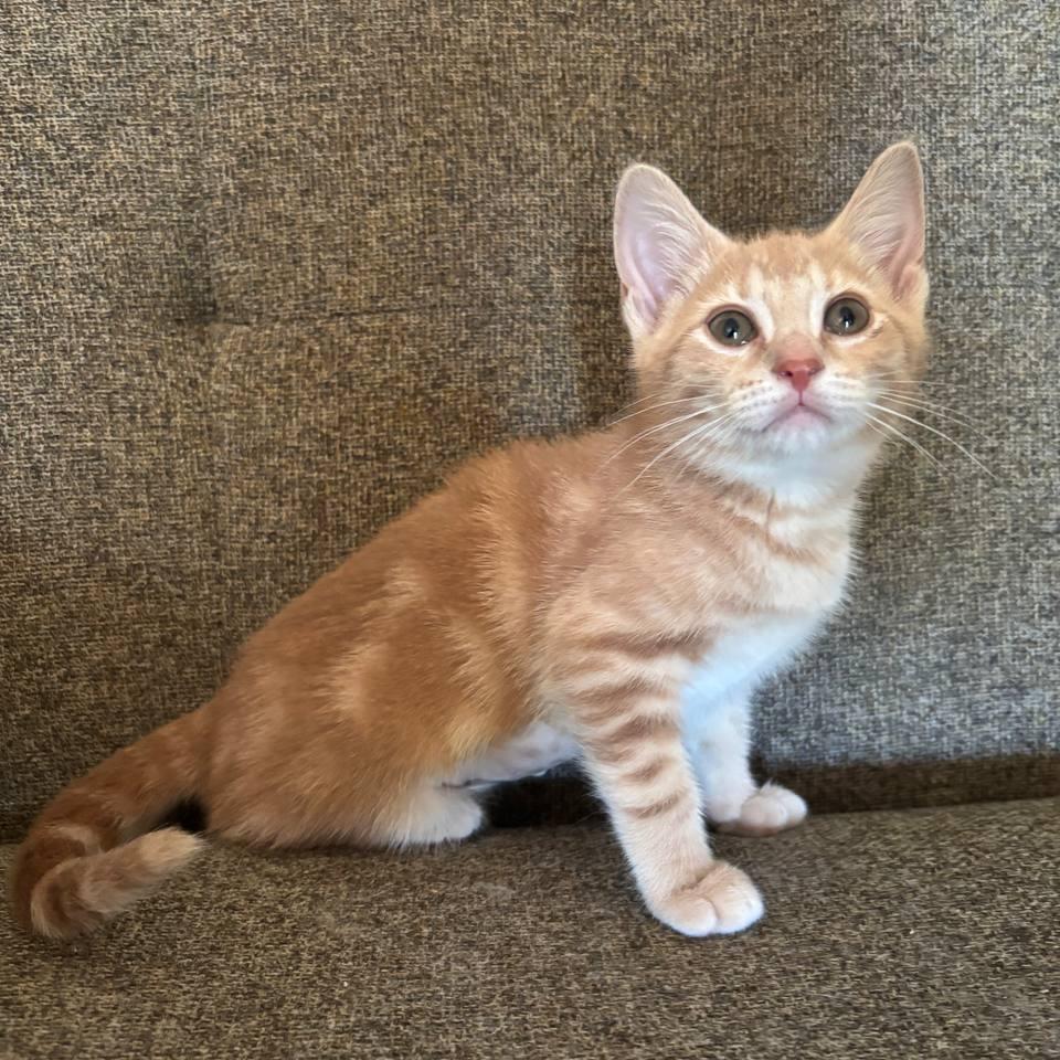 Tater Tot, a Adoptable Domestic Short Hair in Medford, NJ image 3/4