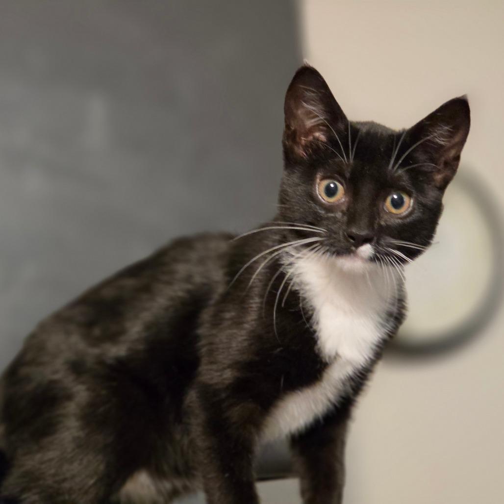 Lil Debbie 2, Adoptable, Kitten Female Domestic Short Hair.