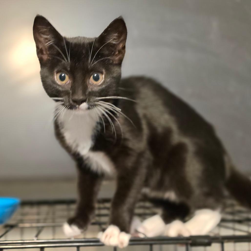 Lil Debbie 2, a Adoptable Domestic Short Hair in Bulverde, TX image 2/3