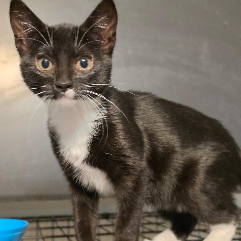 Lil Debbie 2, a Adoptable Domestic Short Hair in Bulverde, TX image 3/3
