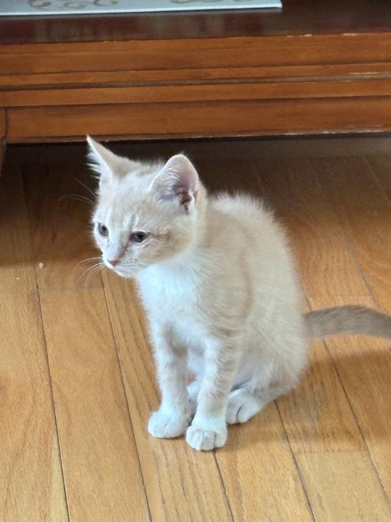 Pancake (Lucy), Adoptable, Kitten Female Domestic Short Hair.