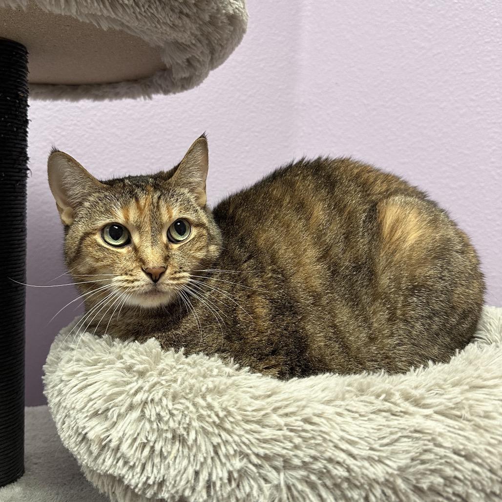 Enlarge Kit Kat, a Adoptable Domestic Short Hair in Titusville, FL image 1/4