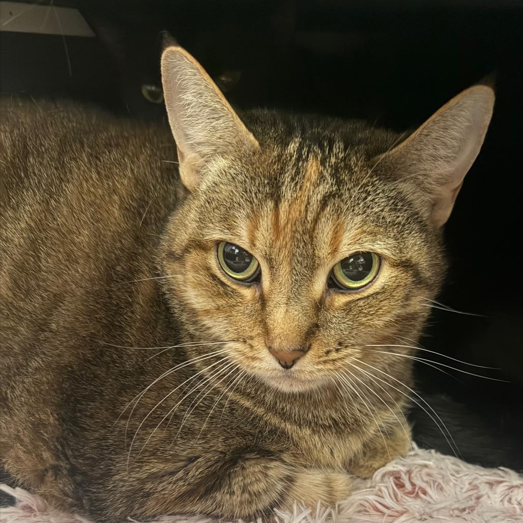 Enlarge Kit Kat, a Adoptable Domestic Short Hair in Titusville, FL image 2/4