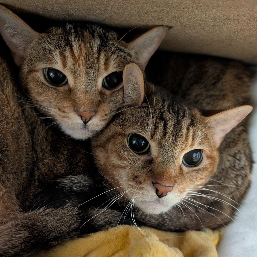 Enlarge Kit Kat, a Adoptable Domestic Short Hair in Titusville, FL image 3/4