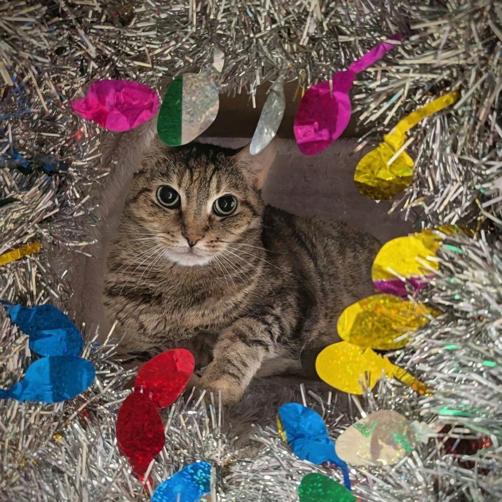 Enlarge Kit Kat, a Adoptable Domestic Short Hair in Titusville, FL image 4/4