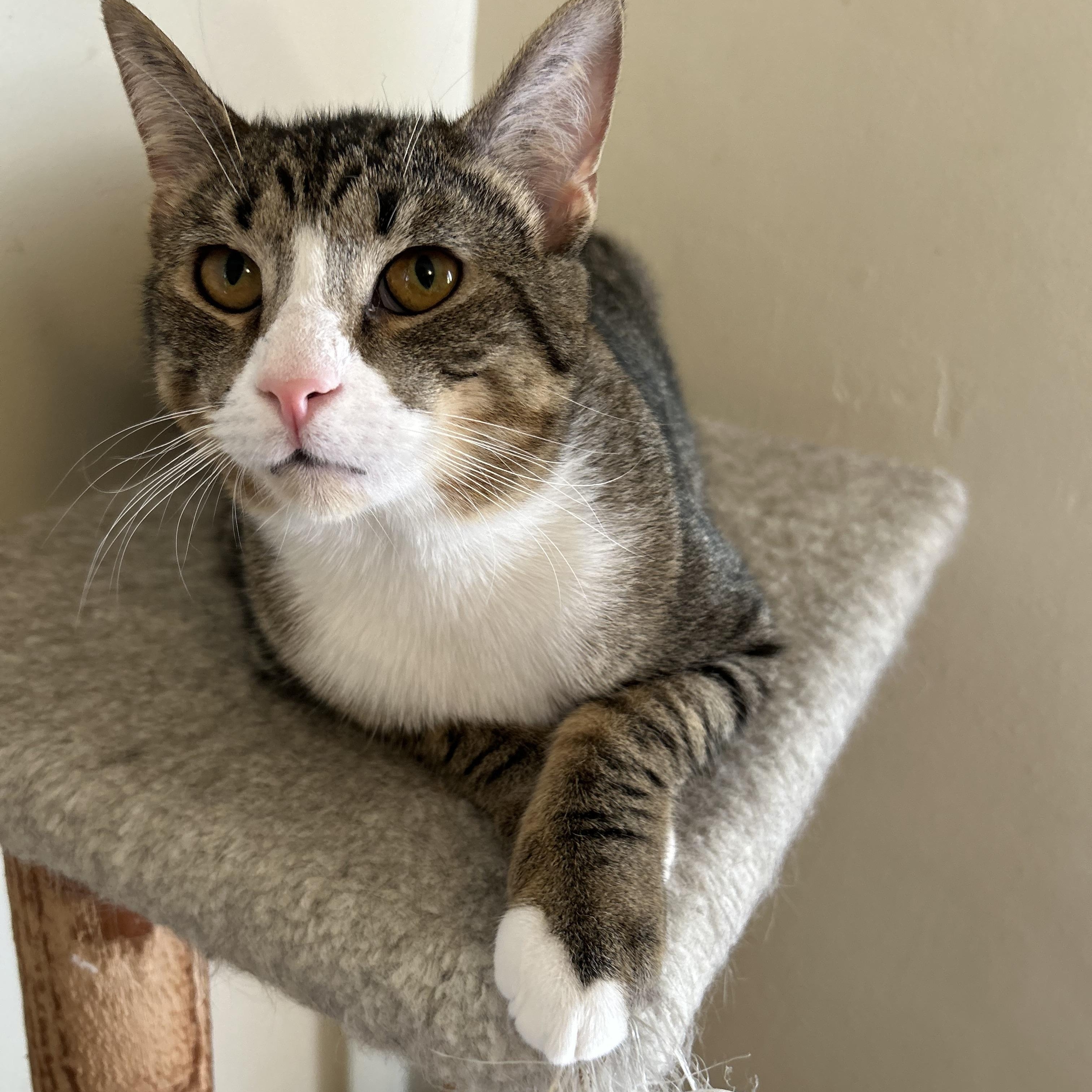 Enlarge Charlie , a ADOPTABLE Domestic Short Hair in Columbus , OH image 2/5