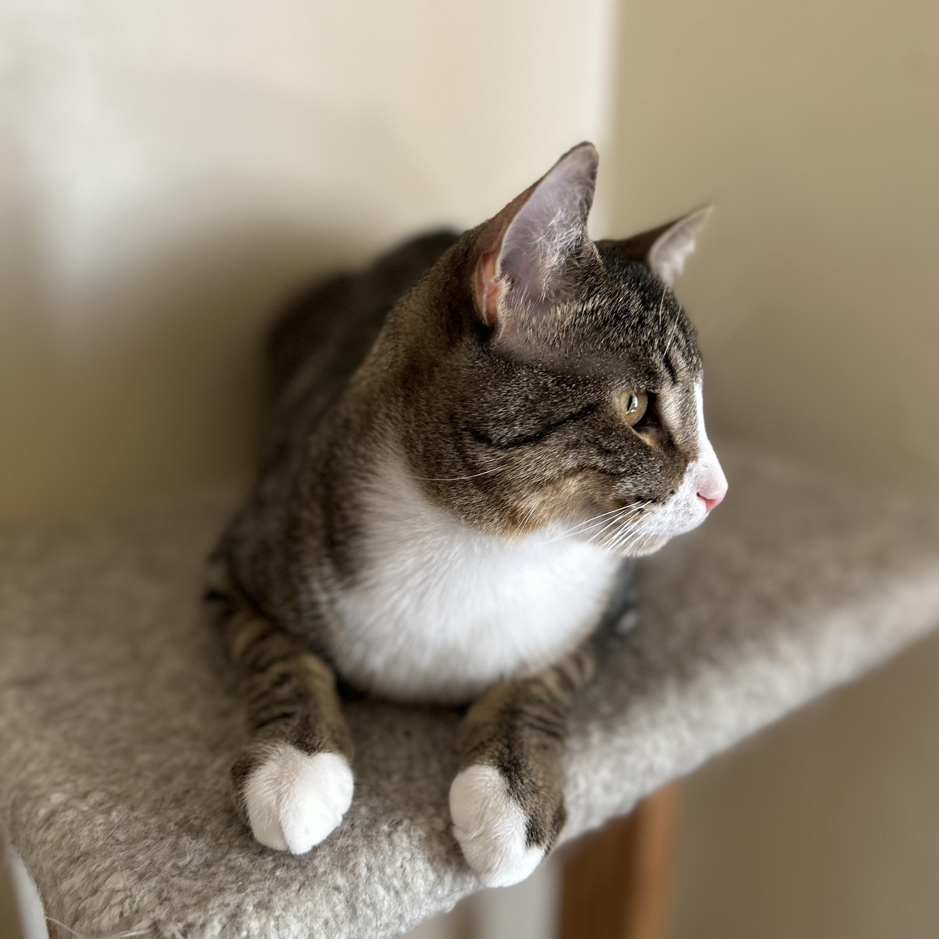 Enlarge Charlie , a ADOPTABLE Domestic Short Hair in Columbus , OH image 3/5