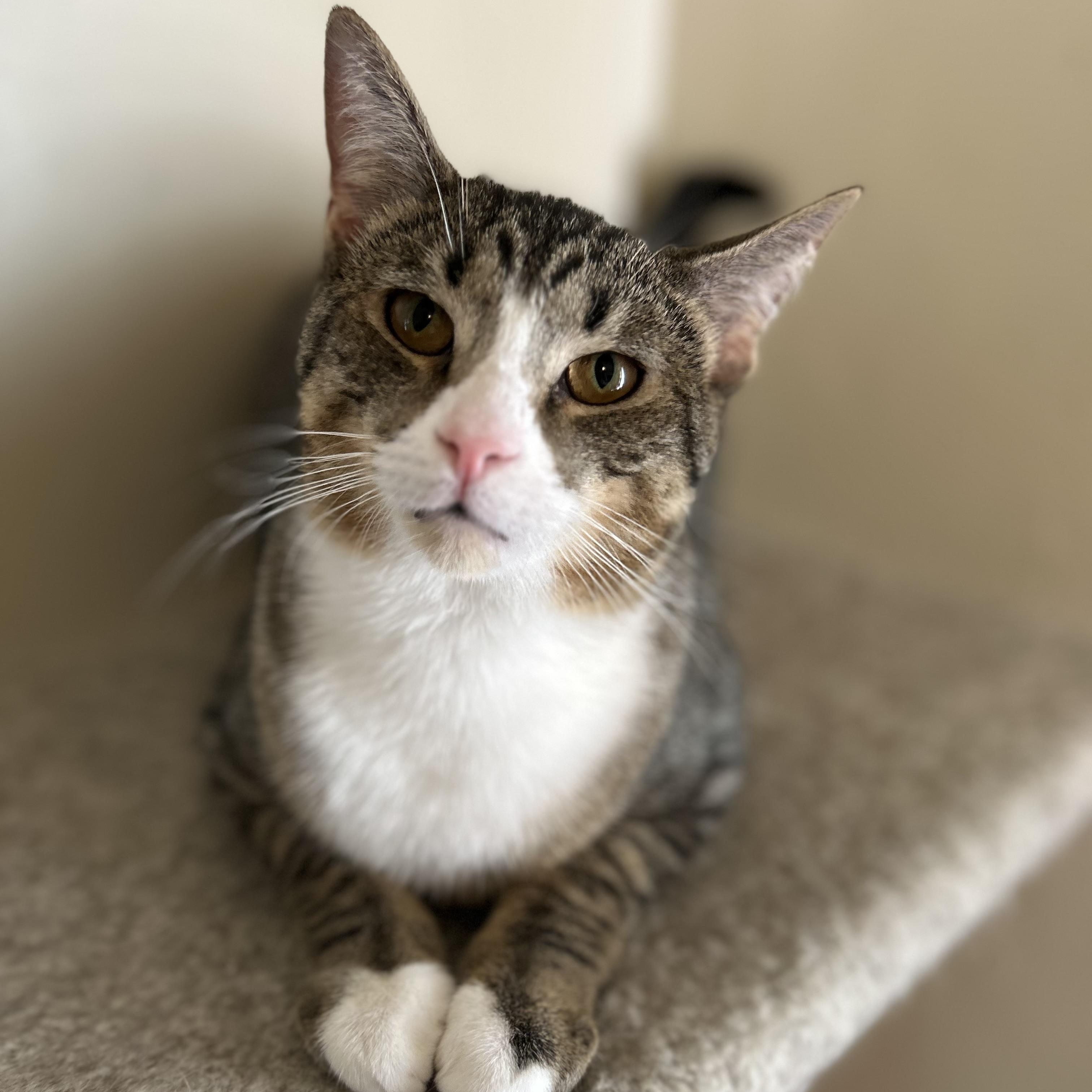 Enlarge Charlie , a ADOPTABLE Domestic Short Hair in Columbus , OH image 1/5