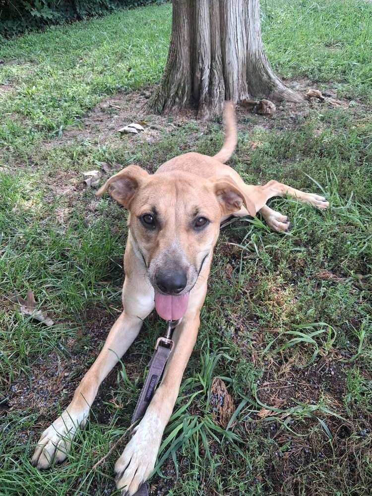 Enlarge Willow, a Adoptable mixed breed in Valley Stream, NY image 3/6
