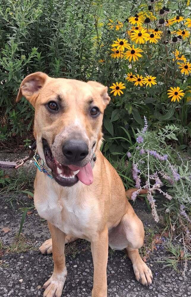 Enlarge Willow, a Adoptable mixed breed in Valley Stream, NY image 4/6