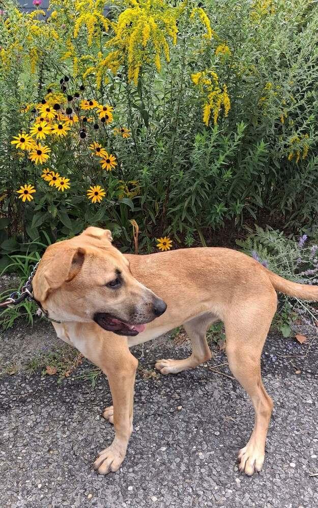 Enlarge Willow, a Adoptable mixed breed in Valley Stream, NY image 5/6