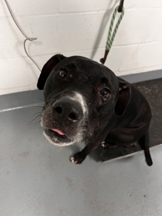 Loki, Adult Male Black Labrador Retriever