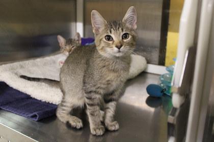 Clam Chowder, Adoptable, Young Male Domestic Short Hair & Domestic Short Hair.