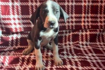 Enlarge Jett, a Adoptable mixed breed in Waverly, NY image 2/2