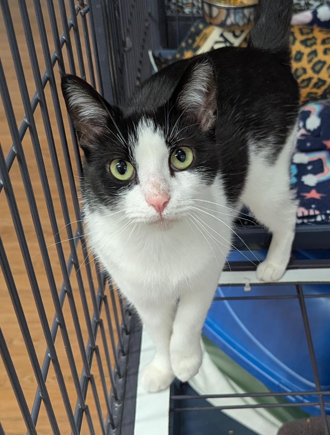 Arianna, ADOPTABLE, Young Female Domestic Short Hair.