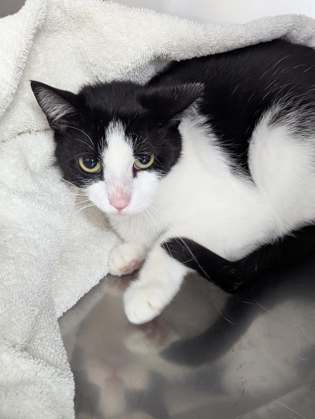 Arianna, ADOPTABLE, Young Female Domestic Short Hair.