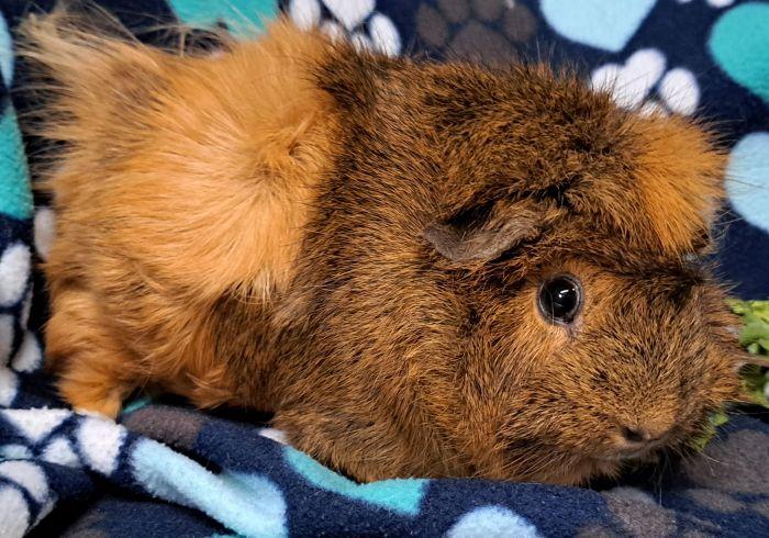 Enlarge Peanut (2), a ADOPTABLE Abyssinian in Gary, IN image 3/3