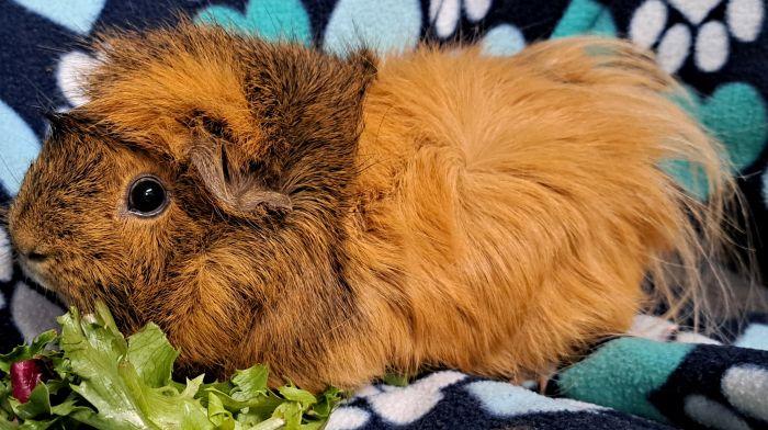 Enlarge Peanut (2), a ADOPTABLE Abyssinian in Gary, IN image 2/3