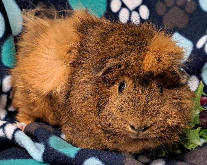 Peanut (2), ADOPTABLE, Adult Female Abyssinian.