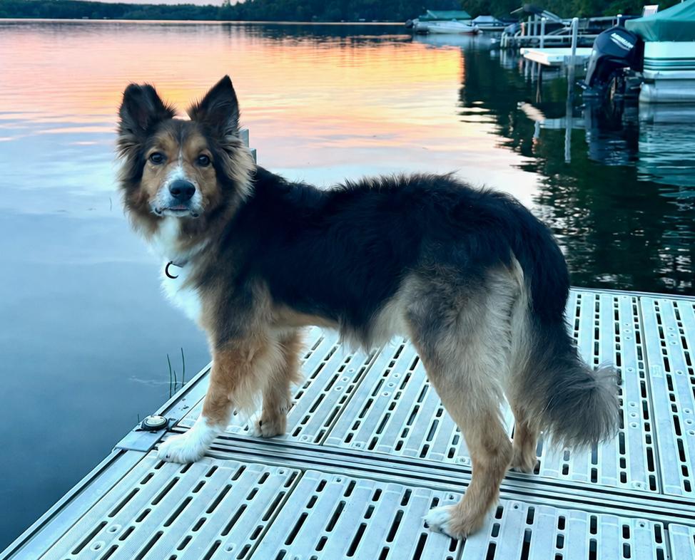 Cayden, a Adoptable Australian Shepherd in Minneapolis, MN image 1/6