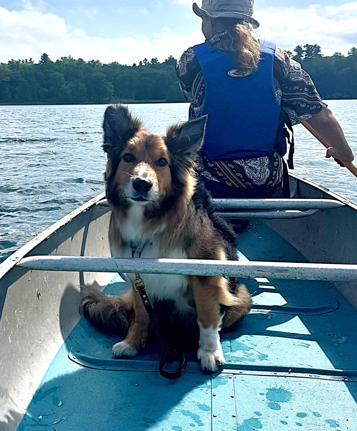 Cayden, a Adoptable Australian Shepherd in Minneapolis, MN image 2/6