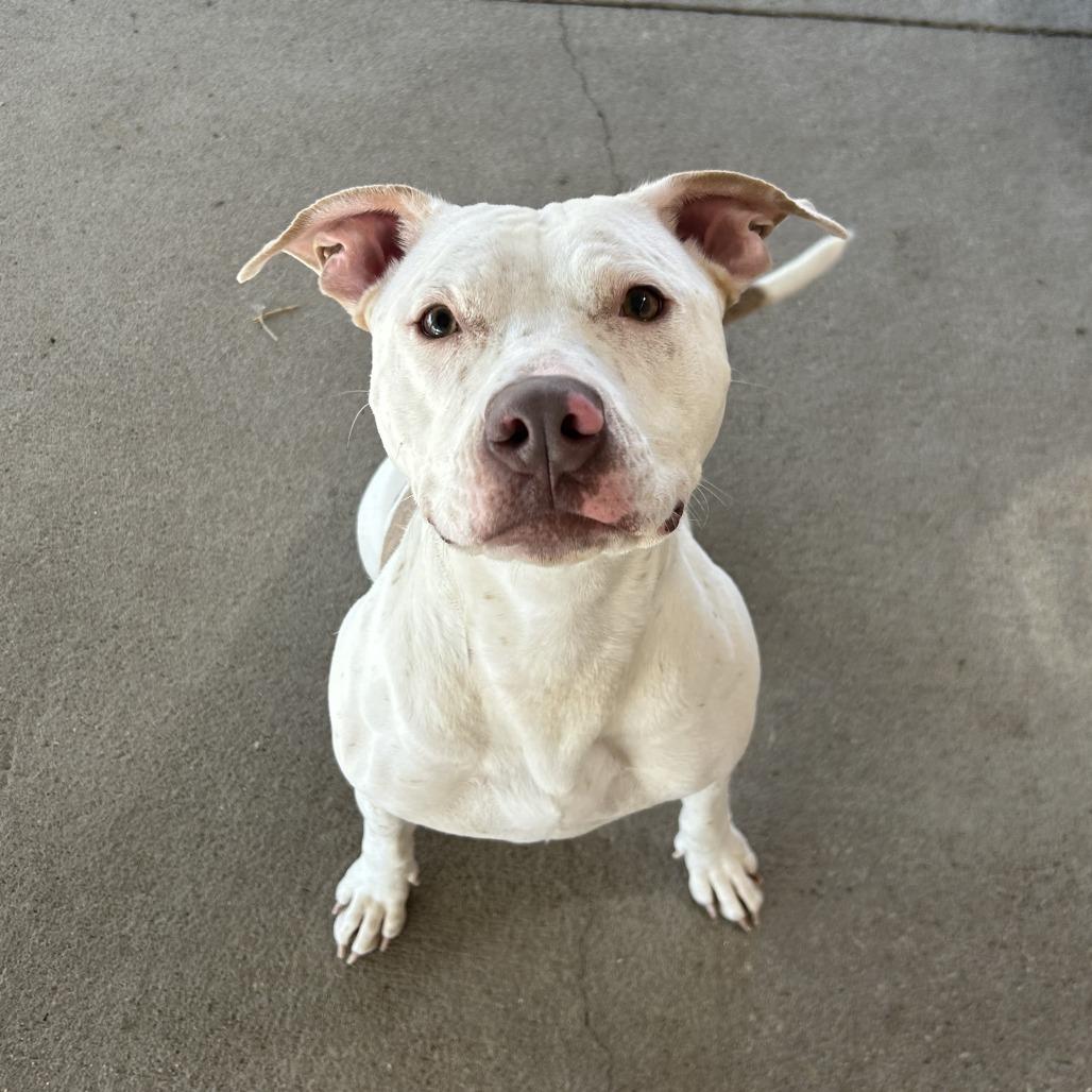 Aspen, Adoptable, Adult Female Pit Bull Terrier.