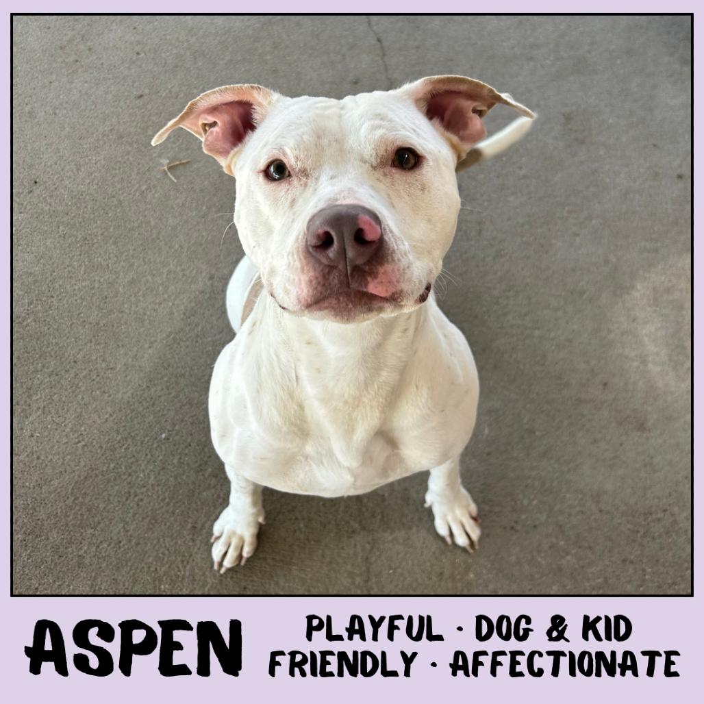 Enlarge Aspen, a Adoptable Pit Bull Terrier in Emporia, KS image 1/6