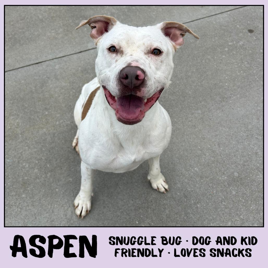 Enlarge Aspen, a Adoptable Pit Bull Terrier in Emporia, KS image 2/6